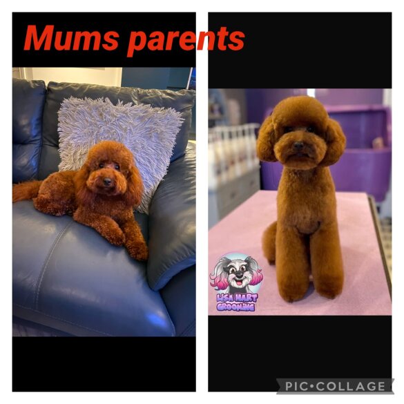 Cavapoo - Both