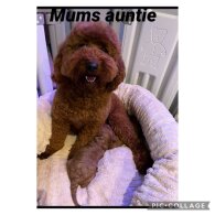 Cavapoo - Both