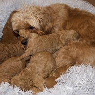 Cavapoo - Both