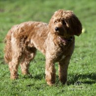 Cavapoo - Both