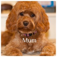 Cavapoo - Both