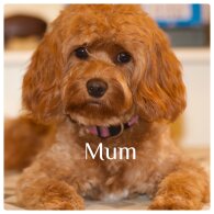 Cavapoo - Both