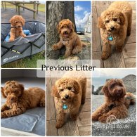 Cavapoo - Both