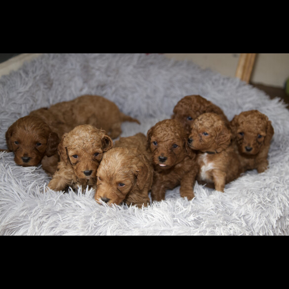 Cavapoo - Both