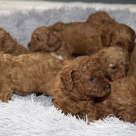 Cavapoo - Both