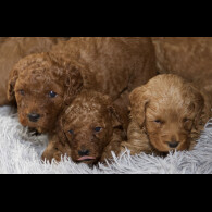 Cavapoo - Both