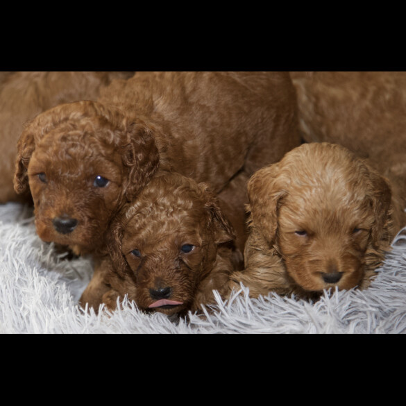 Cavapoo - Both