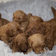 Cavapoo - Both