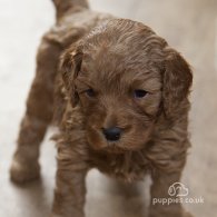 Cavapoo - Both