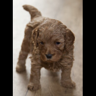 Cavapoo - Both