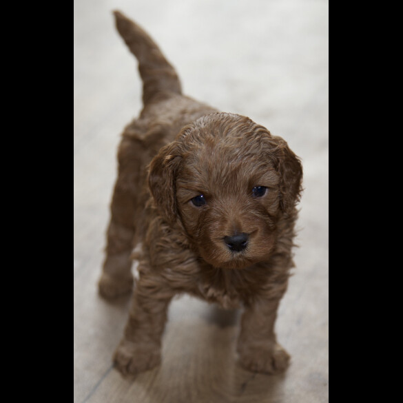 Cavapoo - Both