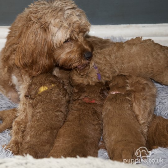 Cavapoo - Both