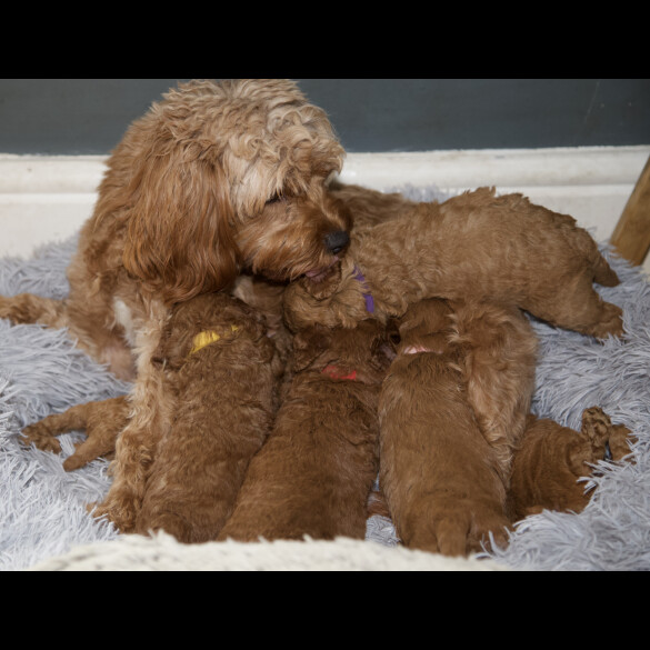 Cavapoo - Both