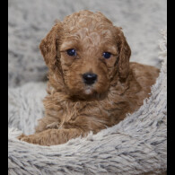 Cavapoo - Both