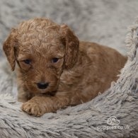 Cavapoo - Both