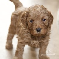 Cavapoo - Both