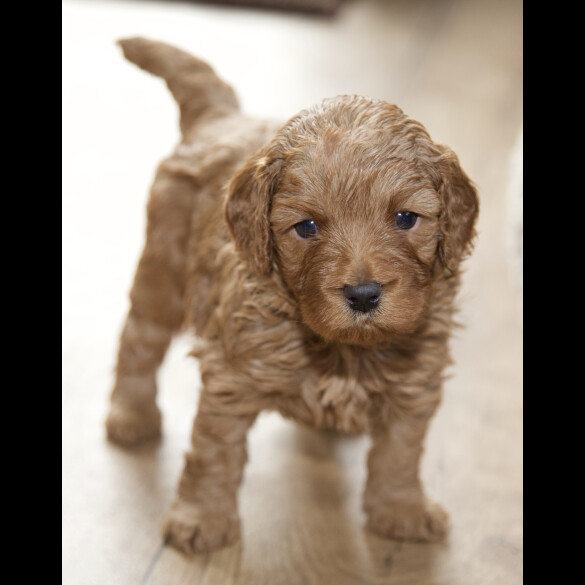 Cavapoo - Both