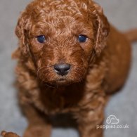 Cavapoo - Both