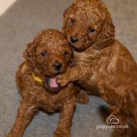 Cavapoo - Both