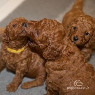 Cavapoo - Both