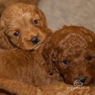 Cavapoo - Both