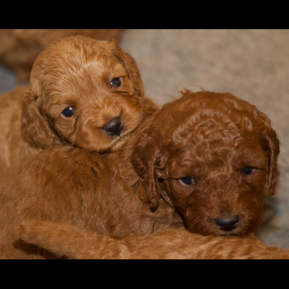 Cavapoo - Both