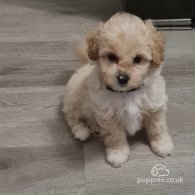 Cavapoo - Both