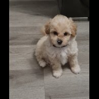 Cavapoo - Both