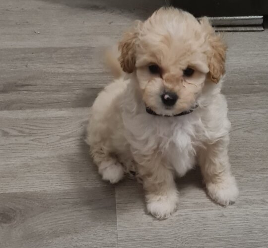 Cavapoo