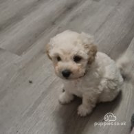 Cavapoo - Both