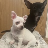 Chihuahua - Dogs