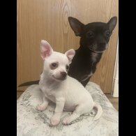 Chihuahua - Dogs