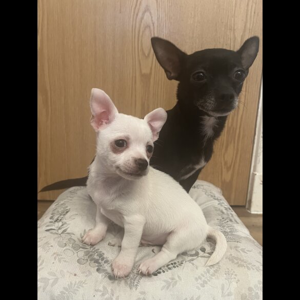 Chihuahua - Dogs