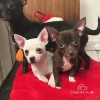 Chihuahua - Dogs