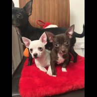 Chihuahua - Dogs