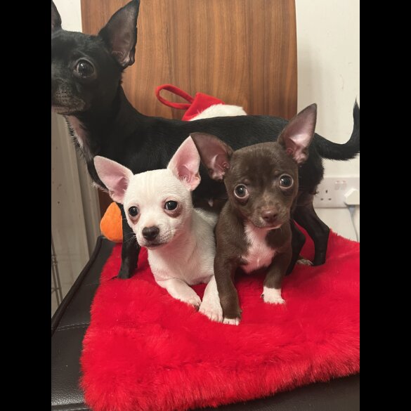 Chihuahua - Dogs