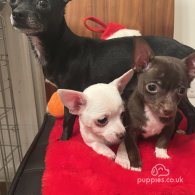 Chihuahua - Dogs