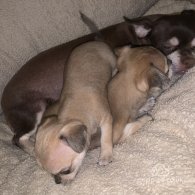 Chihuahua - Dogs