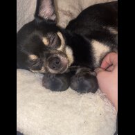 Chihuahua - Both