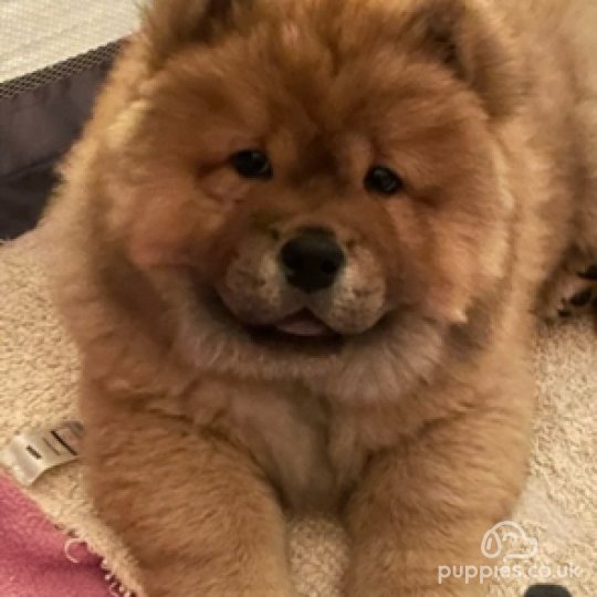 Chow Chow - Both