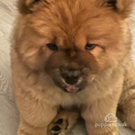 Chow Chow - Both