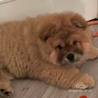 Chow Chow - Both