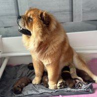 Chow Chow - Both