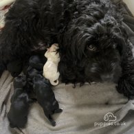 Cockapoo - Both