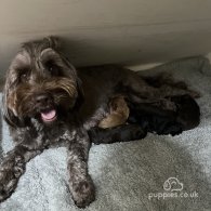 Cockapoo - Both