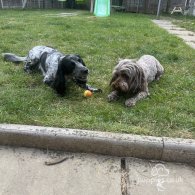 Cockapoo - Both