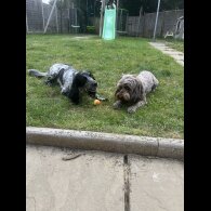 Cockapoo - Both