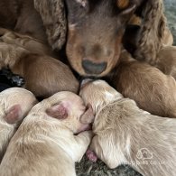 Cockapoo - Dogs