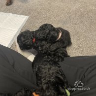 Cockapoo - Both