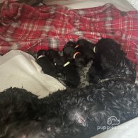 Cockapoo - Both